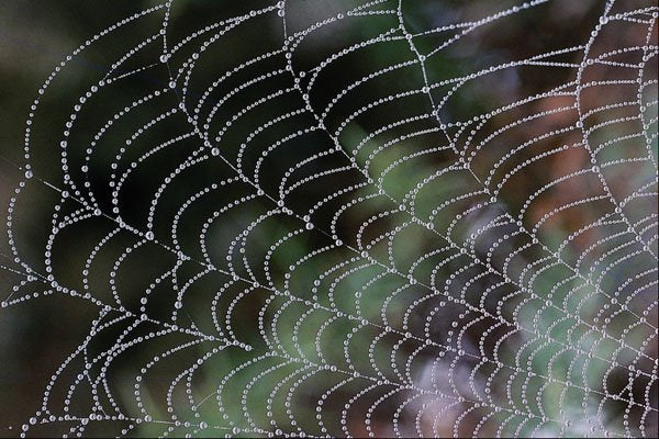 594064 Spider Web With Dew A4 Photo Print