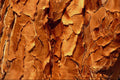 594066 Quiver Tree Texture A4 Photo Print