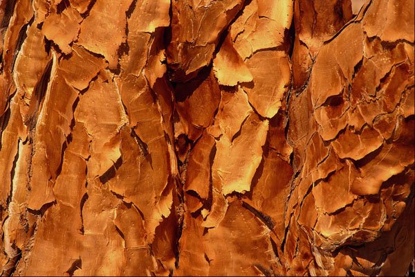 594066 Quiver Tree Texture A4 Photo Print