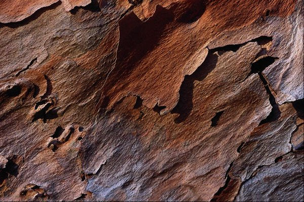 594067 Slash Pine Texture A4 Photo Print