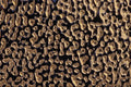 594077 Liquid Gold A4 Photo Print