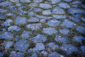 594091 Paved Stone With Grass A4 Photo Print