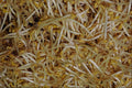 594093 Beansprouts A4 Photo Print