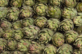 594095 Artichokes A4 Photo Print