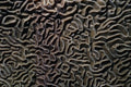 594096 Rugrose Coral A4 Photo Print