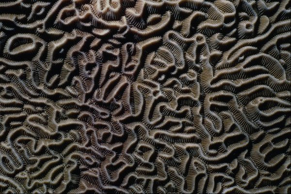 594096 Rugrose Coral A4 Photo Print