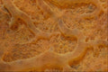 594097 Encrusting Sponge A4 Photo Print