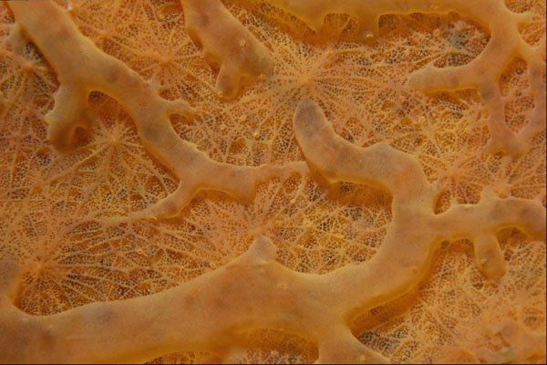 594097 Encrusting Sponge A4 Photo Print
