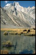 595000 Dzo Grazing, Ladakh, India A4 Photo Print