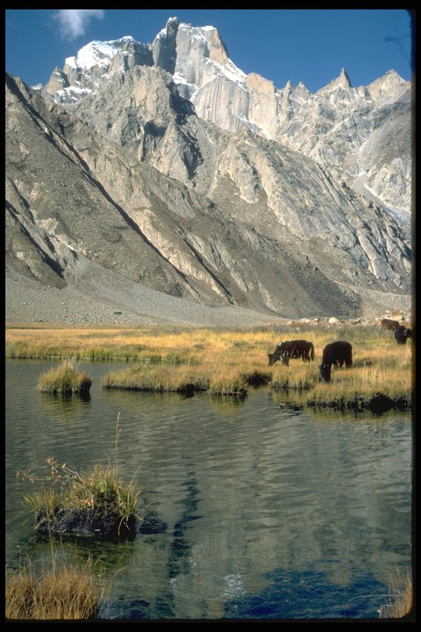 595000 Dzo Grazing, Ladakh, India A4 Photo Print