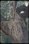 595060 Urindaban Lord Krishna's Tree A4 Photo Print