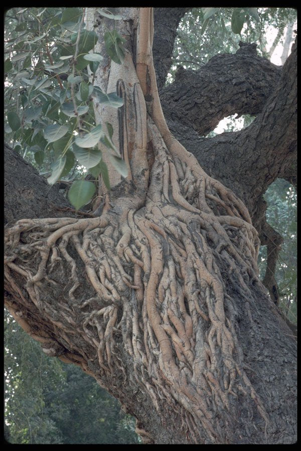 595060 Urindaban Lord Krishna's Tree A4 Photo Print