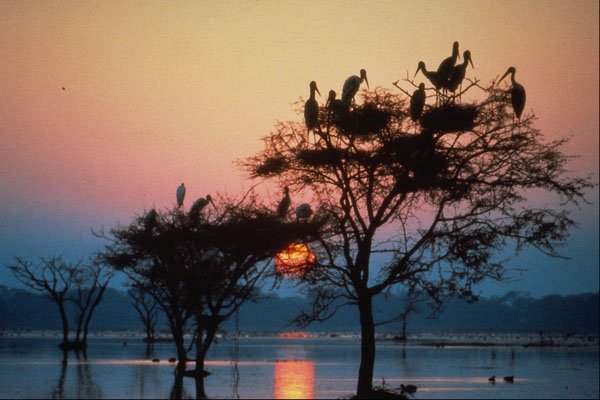 595074 Storks At The Nest A4 Photo Print