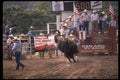 599094 Gerry Rodeo, Gerry, N.Y. A4 Photo Print