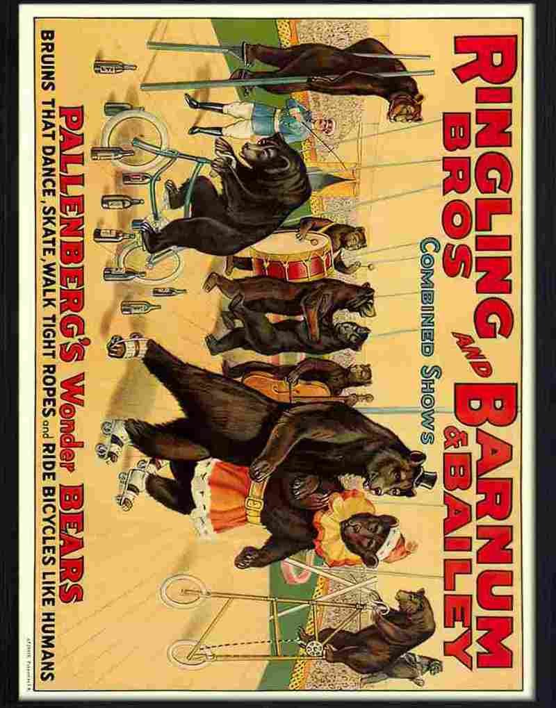 5K pallenbergs wonder bears circus poster Advert A4 Photo Print