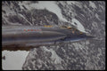 601058 CF 104 Starfighter A4 Photo Print