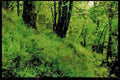 603003 Bluebell Wood, Somerset, England A4 Limited Edition Watercolour Print
