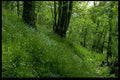 603003 Bluebell Wood, Somerset, England A4 Photo Print