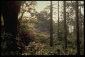 603004 Rhododendron In Quantock Forest, Somerset, England A4 Photo Print