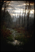603068 Northern Swamp, Orange County, New York A4 Photo Print