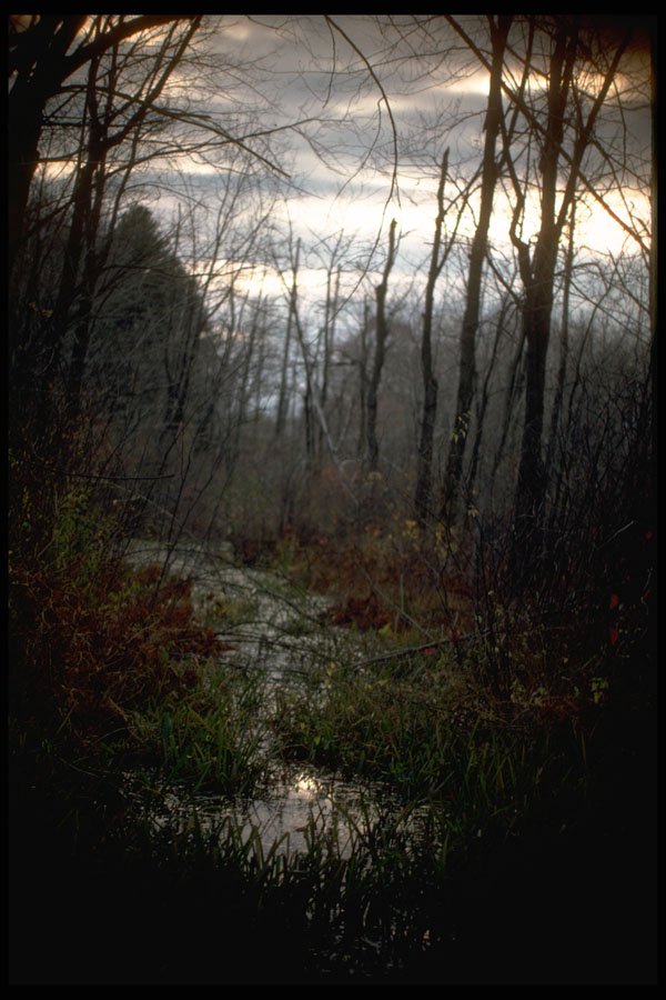 603068 Northern Swamp, Orange County, New York A4 Photo Print
