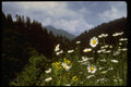 603069 Flowers At The Top, Adirondack National Park, New York A4 Photo Print