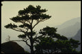 603074 Landscape With Pine Tree, Korea A4 Photo Print
