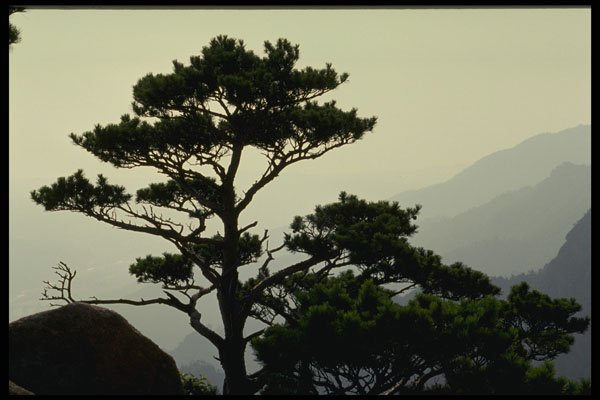 603074 Landscape With Pine Tree, Korea A4 Photo Print