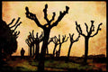 603080 Tree Formation, Italy A4 Limited Edition Watercolour Print