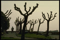 603080 Tree Formation, Italy A4 Photo Print