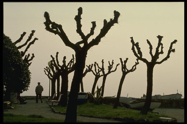 603080 Tree Formation, Italy A4 Photo Print