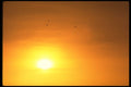 604002 Geese And Sunset A4 Photo Print