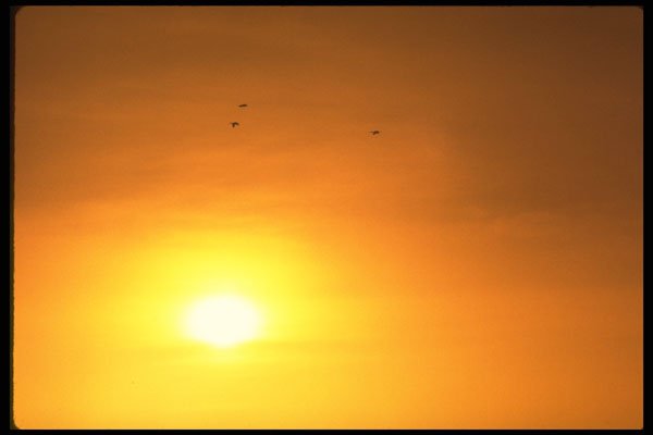 604002 Geese And Sunset A4 Photo Print
