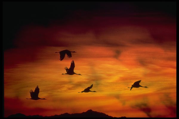 604049 Canada Geese Heading For Roost A4 Photo Print