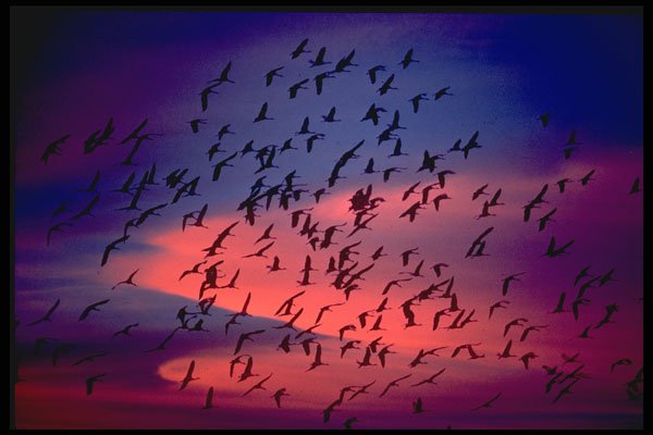 604050 Sandhill Cranes, Returning To Roost A4 Photo Print