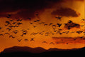 604092 Ducks At Sunset A4 Photo Print