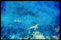 605004 Heavily Glaciated Peak Of Hiunchuli, Himalayas, Nepal A4 Limited Edition Watercolour Print