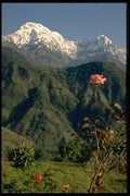 605045 Annapurna South From Gangdrung, Himalayas A4 Photo Print