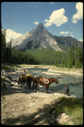 605064 Watering The Horses A4 Photo Print