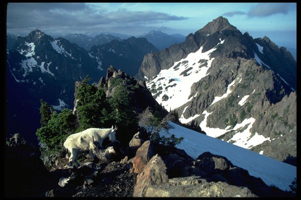 605093 Mount Eleanor With Goat, Olympic National Park A4 Photo Print