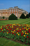 607081 Tulips In Hampton Court, London, England A4 Photo Print