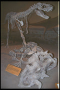 608033 Deadly Centrosaurus, Royal Terrell Museum, Alberta, Canada A4 Photo Print