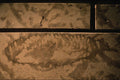 609012 Fossils Are Embedded In The Manitoba Limestone A4 Photo Print