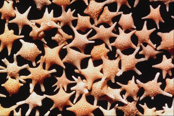 610045 Star Sand, Tonga A4 Photo Print