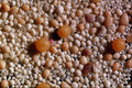 610050 Ooids Composite A4 Photo Print