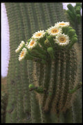 611002 Flower Of The Saguaro A4 Photo Print