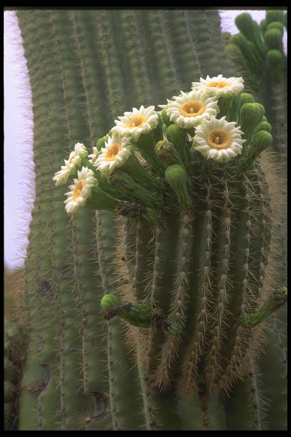 611002 Flower Of The Saguaro A4 Photo Print