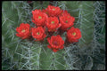 611009 Flower Of Claret Cup Cactus A4 Photo Print