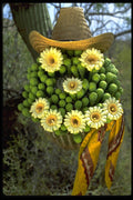 611013 Smiley Face With Saguaro Blooms A4 Photo Print
