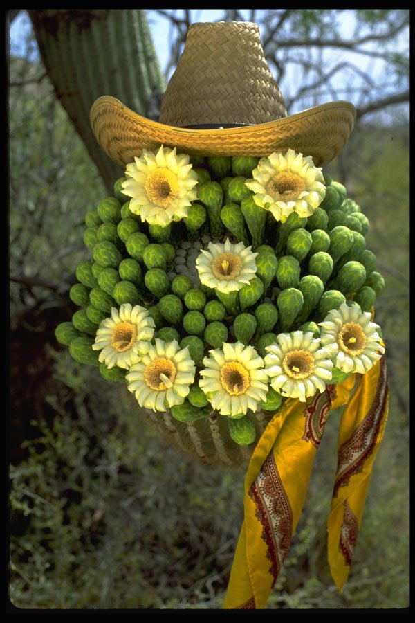 611013 Smiley Face With Saguaro Blooms A4 Photo Print